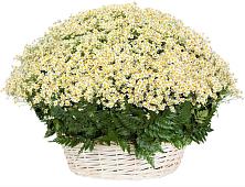 Цветочная композиция из Ромашки в корзине #REPLACE_PRED# Иевлево